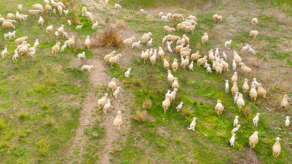 sheep scatter
